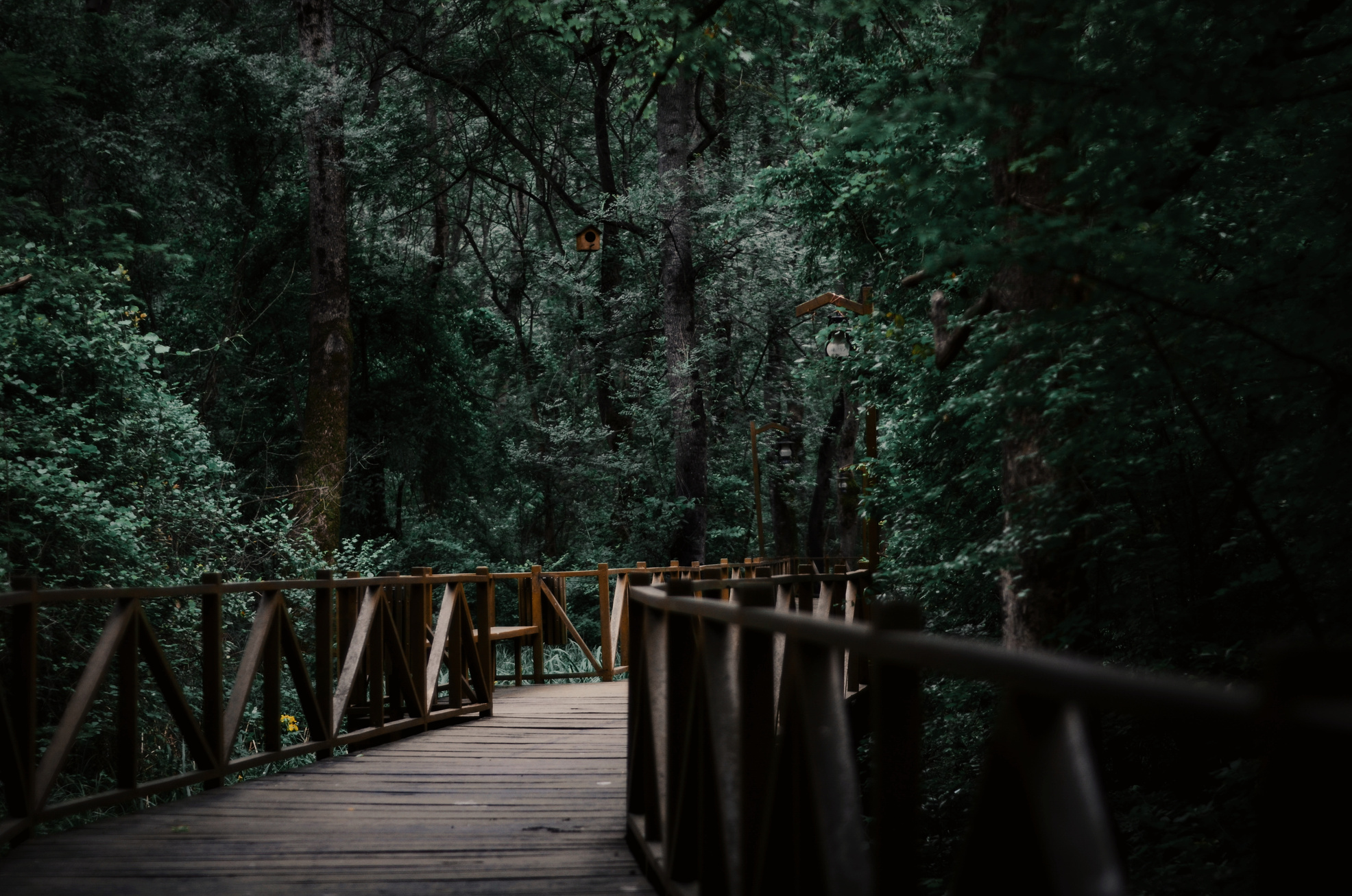 Wooden Bridge Between Trees